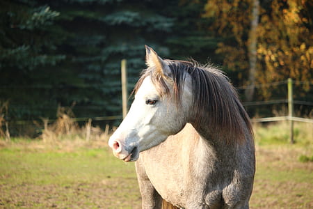 white horse standing on grass thumbnail