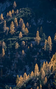 aerial photo of forest thumbnail