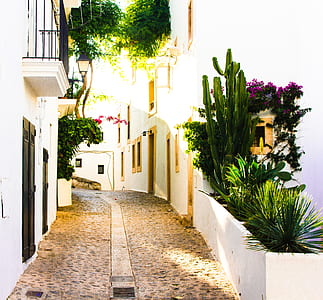 road between houses and plants at daytime thumbnail