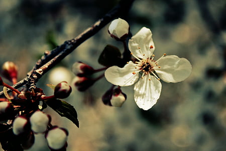 white and black petaled flower thumbnail