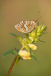 selective focus photography of butterfly on green leaf plant thumbnail