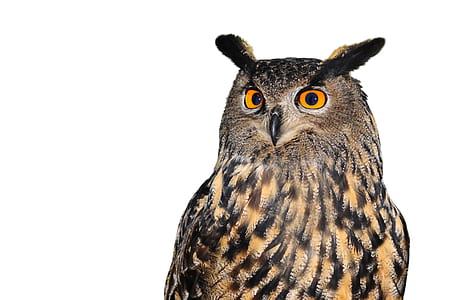 brown and black owl with white background thumbnail