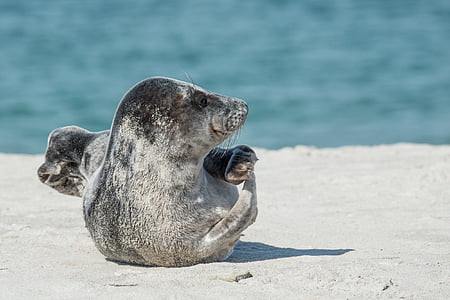 selective focus photo of seacow thumbnail