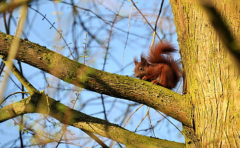 squirrel on tree close-up photography thumbnail