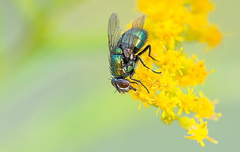 Blue Fly on Yellow Flowers thumbnail
