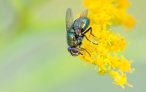 green bottle fly on yellow petaled flower thumbnail