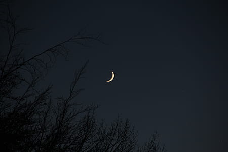 half moon above green plants thumbnail