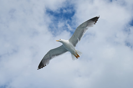 white pigeon spreading its wings thumbnail