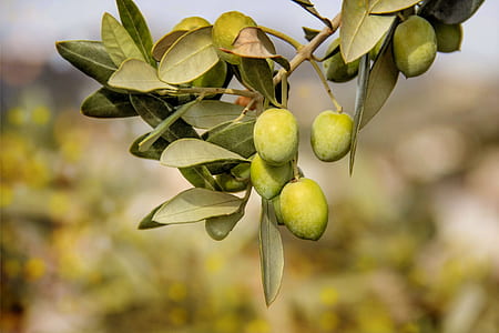 mango fruits thumbnail