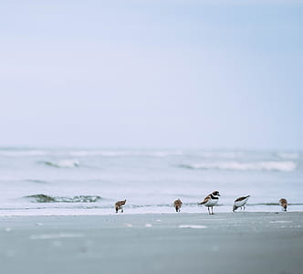 flock of birds on seashore thumbnail