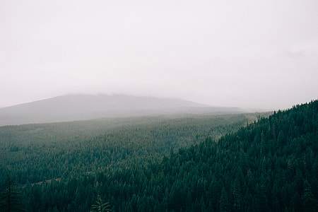 green trees in forest under smoky sky thumbnail