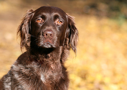 adult chocolate curly-coated retriever during daytime thumbnail