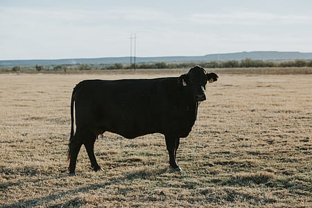 black cow standing on field thumbnail