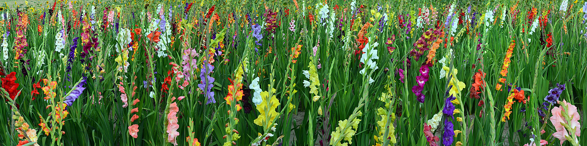 photo of multi-colored petaled flowers thumbnail