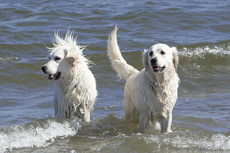 two white coated dogs in the sea thumbnail