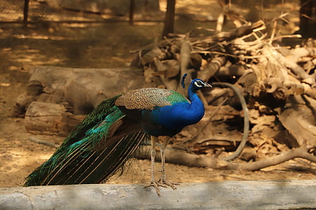 blue, green, and brown peacock standing on top of brown wood log thumbnail