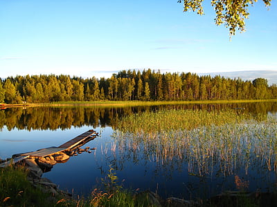 green leafed trees near body of water during daytime thumbnail