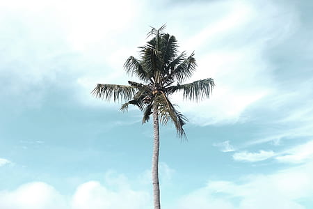 coconut tree under white clouds and blue sky thumbnail