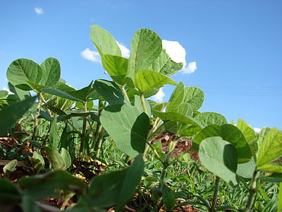 green leafed plant thumbnail