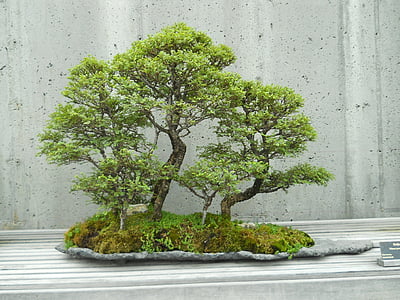 green bonsai plant thumbnail