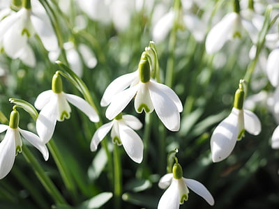 white flowers thumbnail