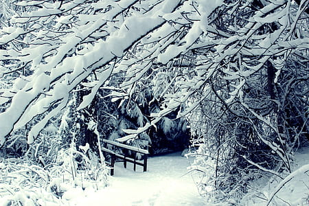 cold, snow, trees, winter thumbnail