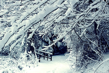 trees covered with snow thumbnail