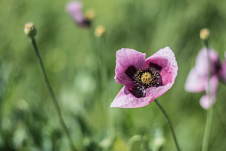selective focus photography of pink petaled flowers thumbnail