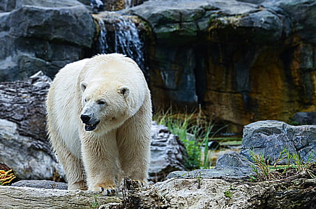 polar bear near to waterfalls thumbnail