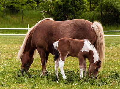 two brown and white horses thumbnail