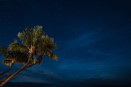photography of green coconut tree during nighttime thumbnail