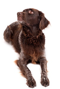 adult brown and white German pointer thumbnail