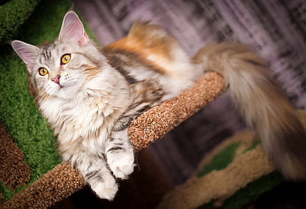 brown and white cat lying on cat tree thumbnail