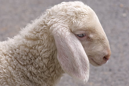 white sheep thumbnail