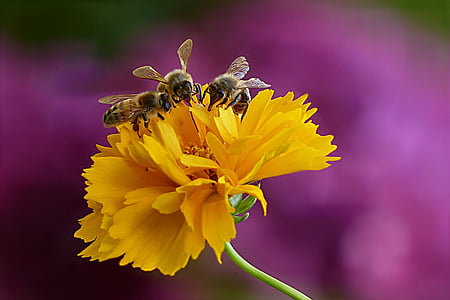 closeup photo of three bee on yellow petaled flower thumbnail