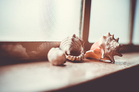 conch shells on wooden window frame thumbnail