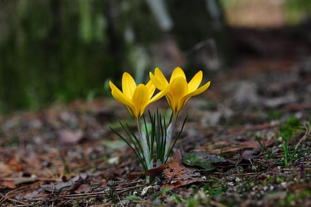 macro shot photography of two yellow flowers thumbnail