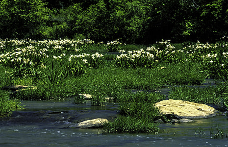 Lilies in the Cahaba River, Alabama thumbnail