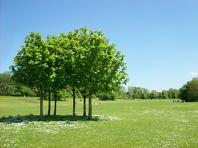 green trees with green grass thumbnail