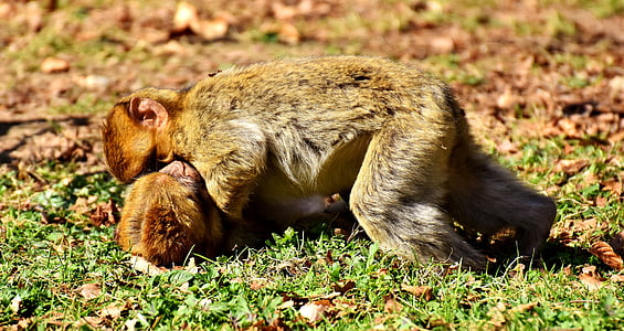 two monkeys cuddling on grass field thumbnail