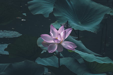 pink lotus flower in bloom thumbnail