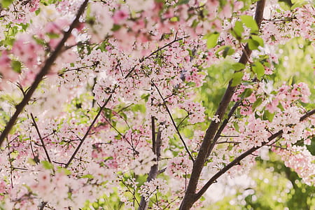 pink flower tree thumbnail