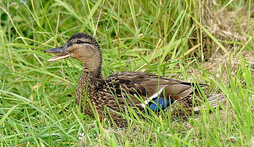 brown mallard duck sitting on grass thumbnail