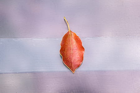 Leaf On Floor thumbnail