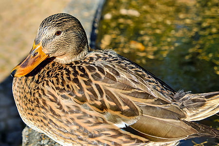 gray duck thumbnail