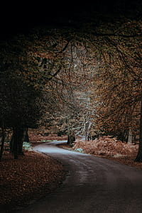 road surrounded with trees during daytime thumbnail