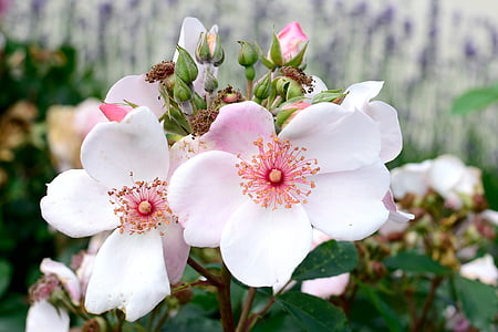 shallow focus photography of pink flower plant thumbnail