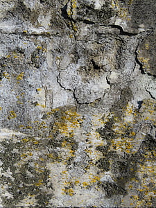 photograph of concrete coated by algae thumbnail