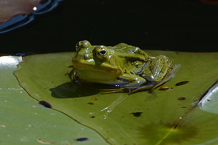 green frog on body of water thumbnail
