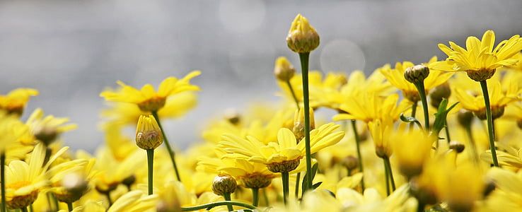 closeup photography of yellow daisies thumbnail